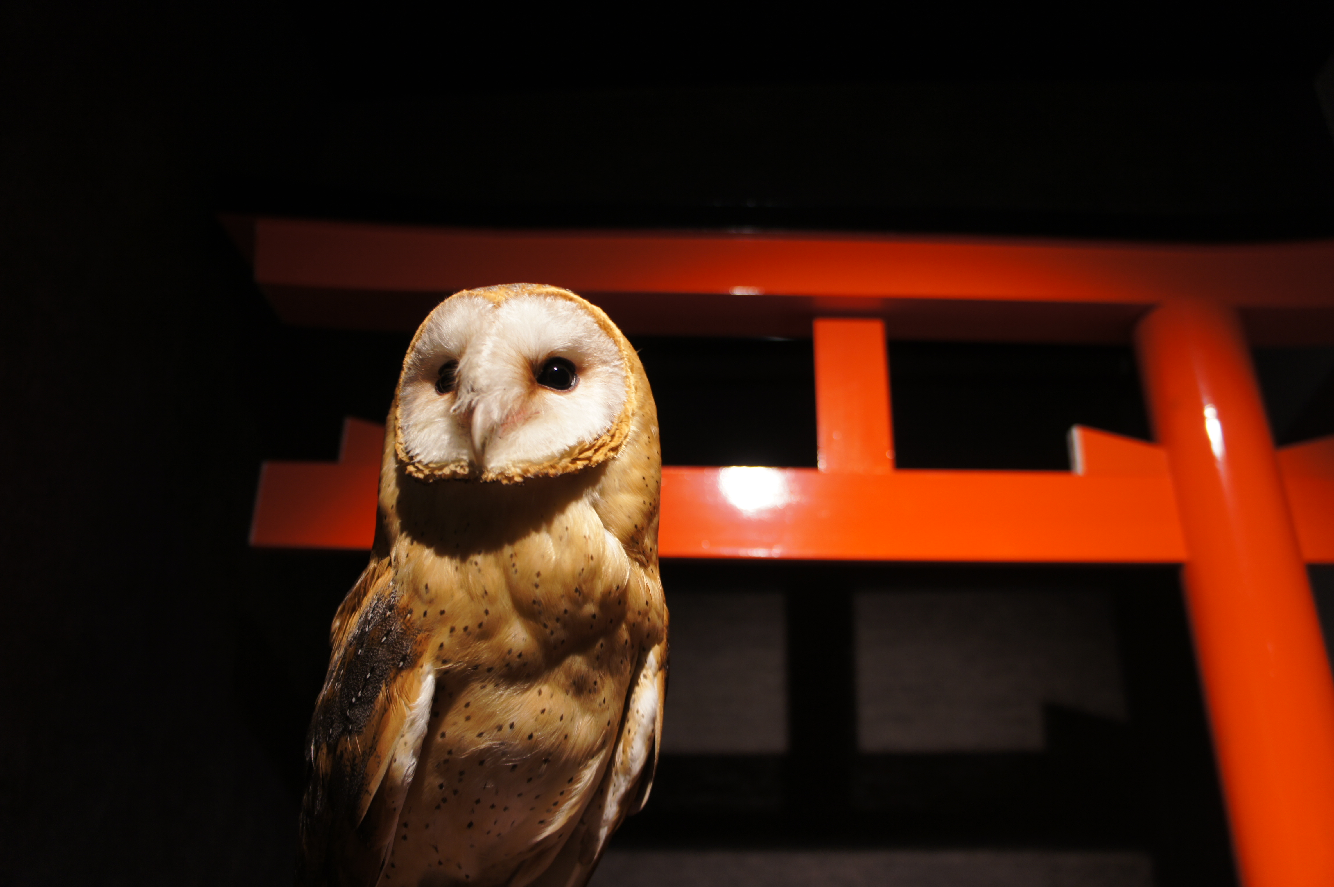 ふくろう神社のふくろうさん