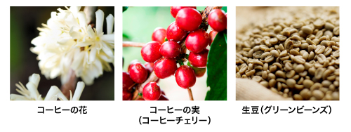 花、実、生豆