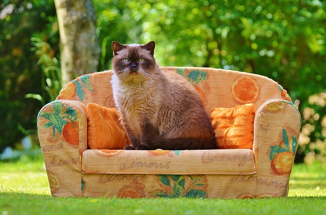 猫とソファの写真