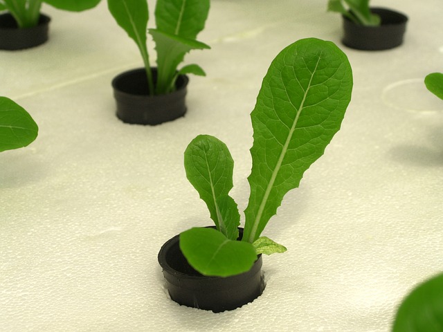 水耕栽培で育つ野菜