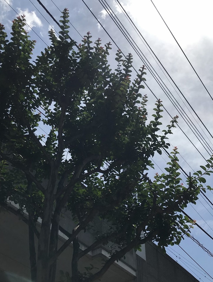 HDRなし