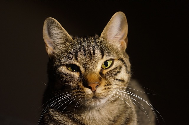 正面を見つめる猫