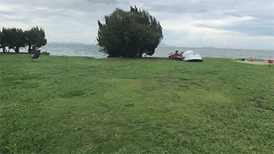 丸山県民サンビーチの芝生サイト