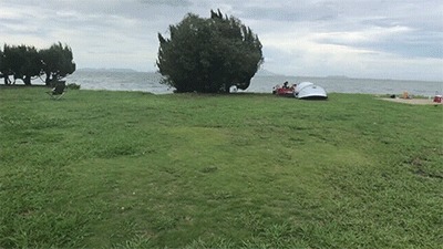 丸山県民サンビーチの芝生サイト