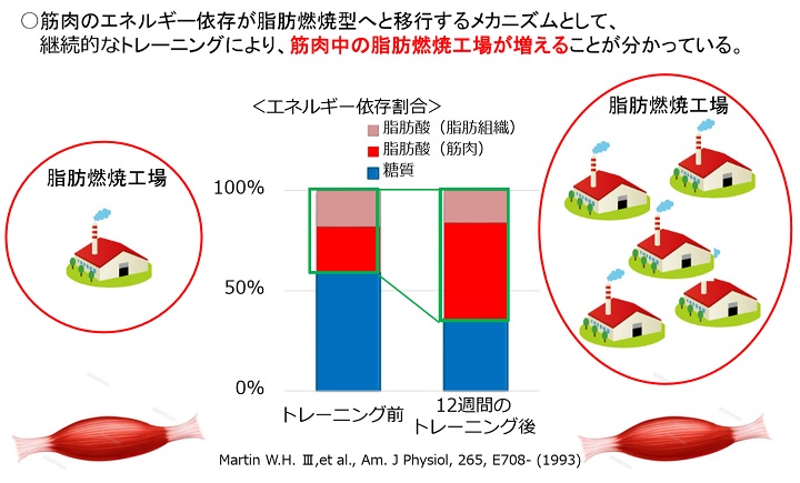 筋肉のエネルギー依存が脂肪燃焼型に移行するメカニズム