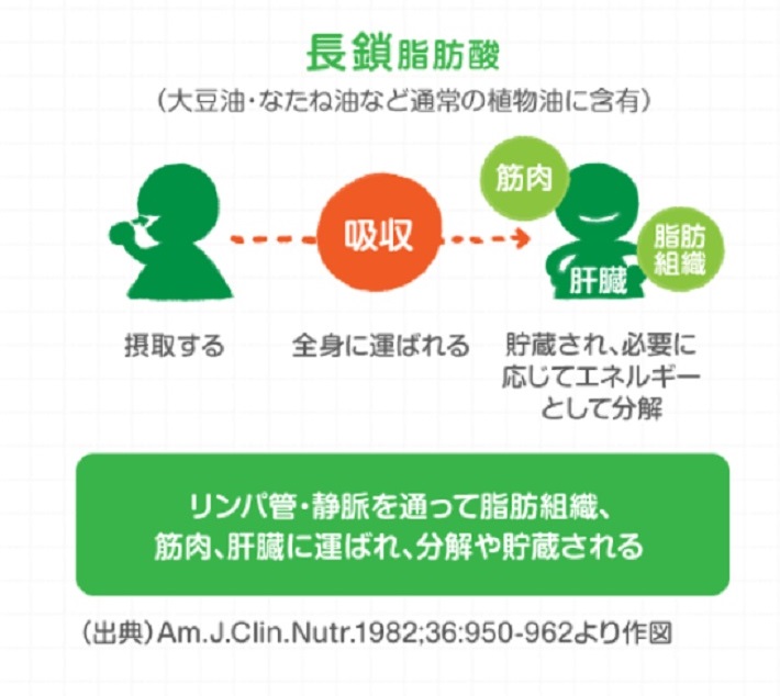 中鎖脂肪酸と長鎖脂肪酸の代謝経路の違い