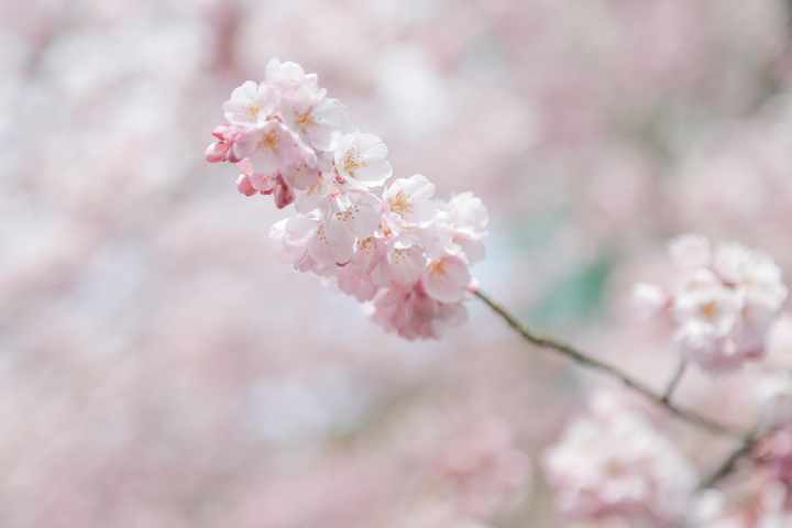 風景作例