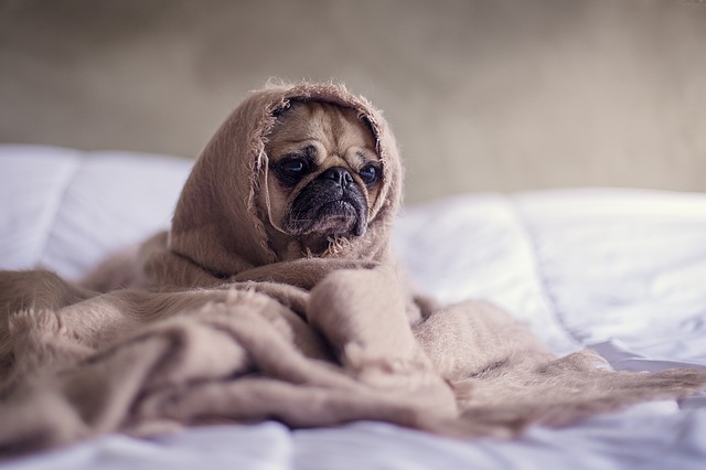 ベッドで温まる犬の写真