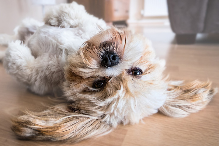 犬が寝転ぶフローリング