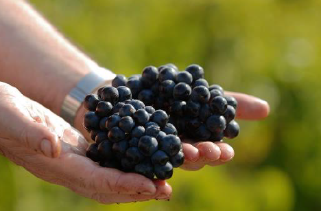 フランス・ボジョレーで今年とれたガメ種のブドウ