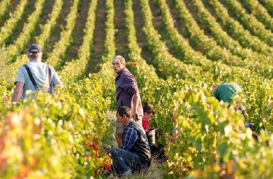 フランス・ボジョレーで今年の出荷に向けてガメ種のブドウを収穫するようす（サントリー提供）