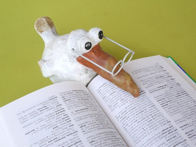 英語の辞書と鳥の写真