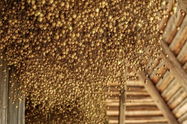 亜麻を乾燥させているところ