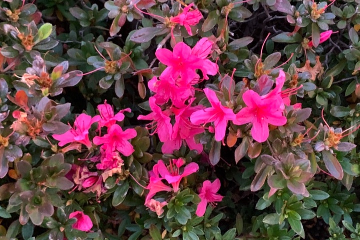 iPhone Xで撮影した花の写真