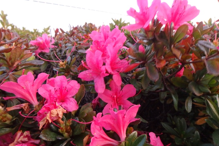 OLYMPUS STYLUS TG-870 Toughで撮影した花の写真