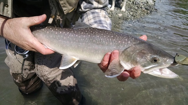 釣りあげた直後の魚
