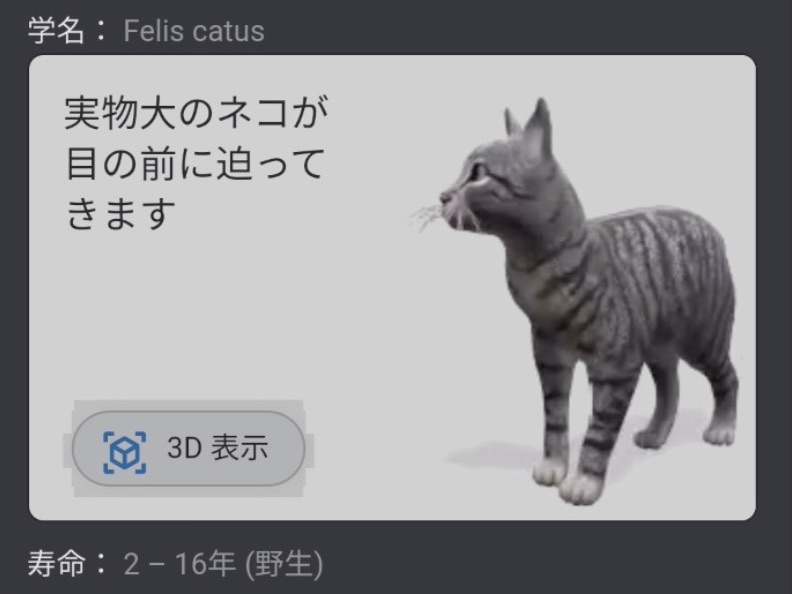 ググったら部屋にネコ出現 Google検索のar機能がオンライン学習にも最適 Bouncy バウンシー ググったら部屋にネコ出現 Google検索のar機能がオンライン学習にも最適 Bouncy バウンシー