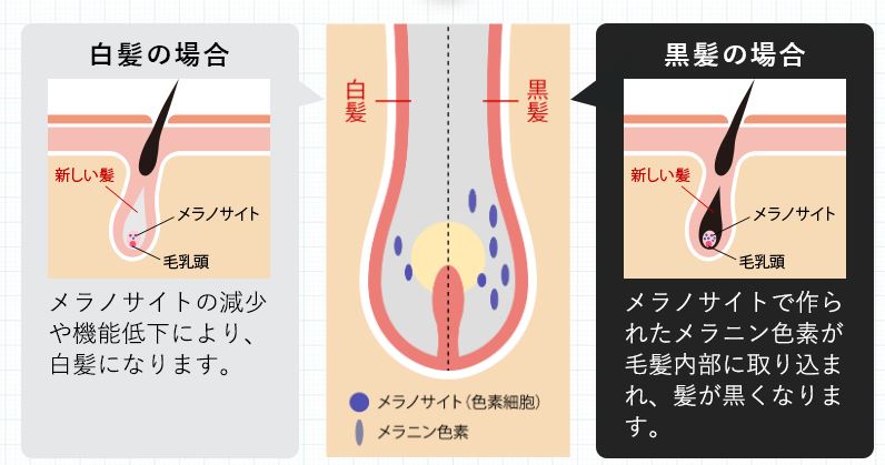 カミカは効果なし 白髪染めケアに特化したボタニカルシャンプーを徹底調査