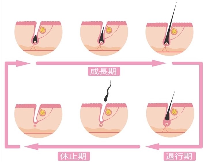 毛周期の図