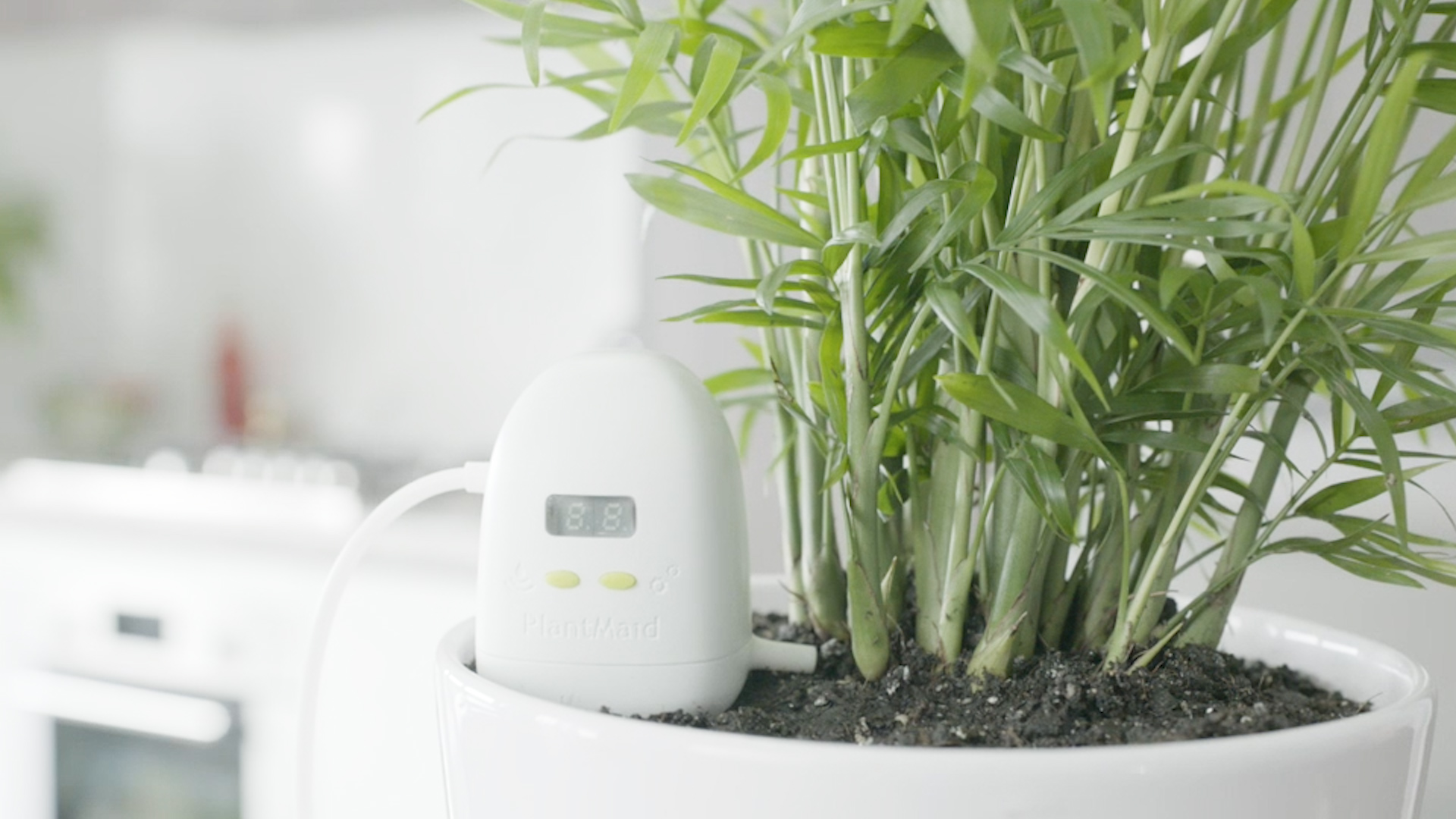 もう枯らさない 植物に自動で水やりをしてくれる Plantmaid Bouncy バウンシー