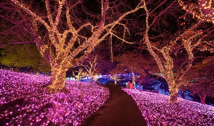 光の花畑過去の写真