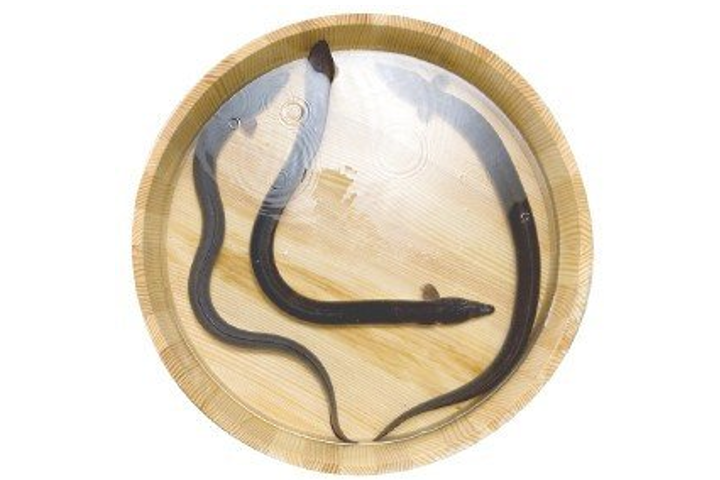 ニコニコエール品　四万十うなぎ株式会社（高知県四万十町） | ふるさと納税 [ふるさとチョイス]のイメージ画像