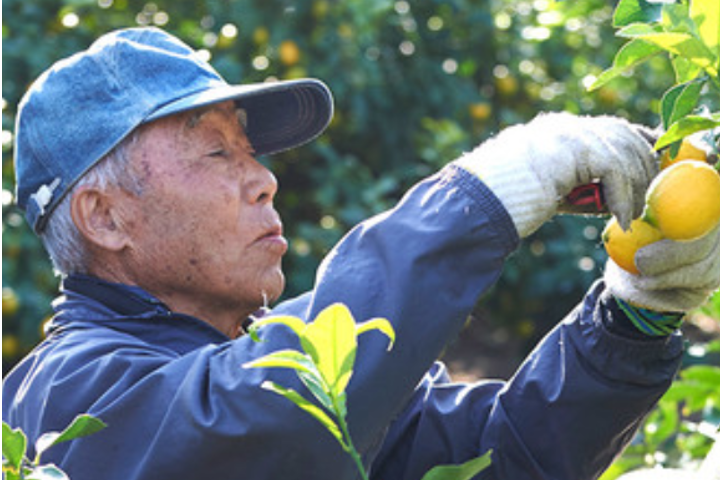 【送料無料】生産者さん応援プロジェクト | OWL(アウル)農家から直接野菜などの食材を購入できる産地直送の宅配通販サイトのイメージ画像