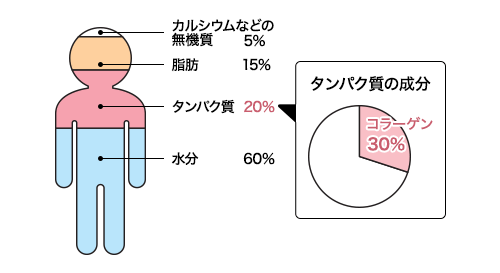 コラーゲンと体