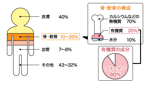 コラーゲンと体