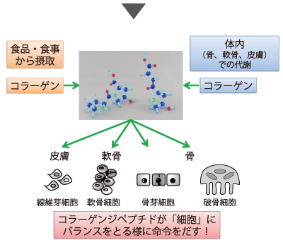 「コラーゲンペプチド」のメカニズム