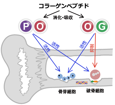 骨のイメージ画像
