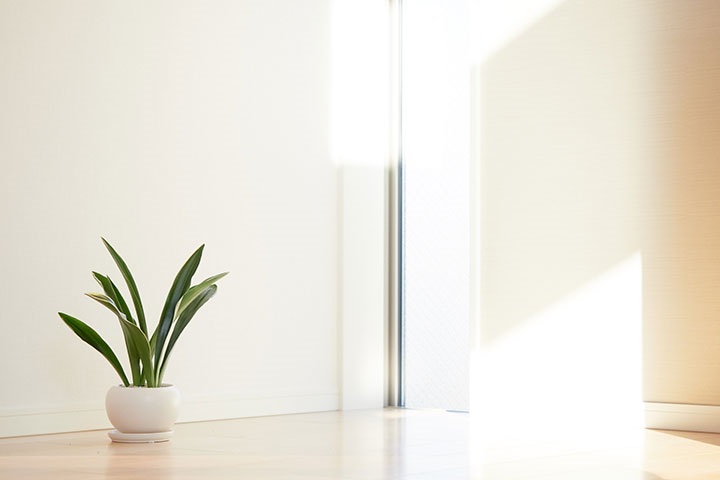 新居に置いてある観葉植物