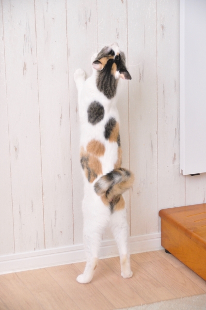 壁で爪をとぐ猫