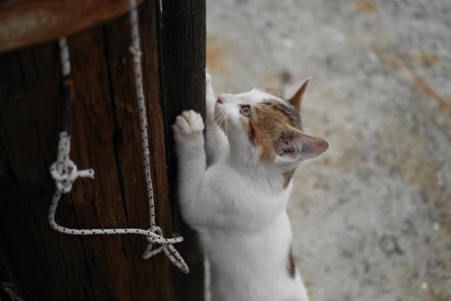 爪をとぐ猫