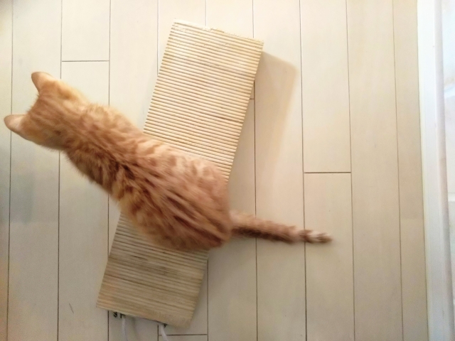 爪とぎに乗る猫