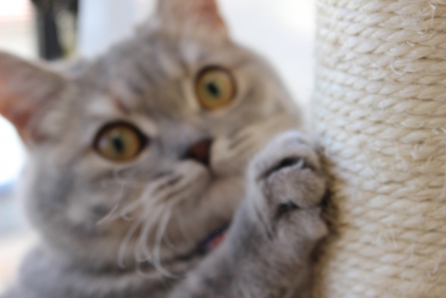 爪をとぐ猫