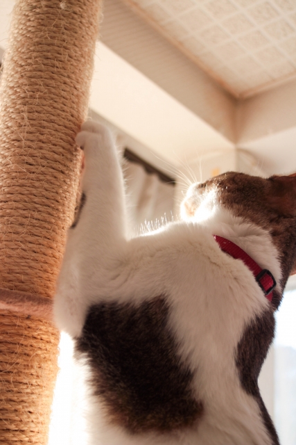 爪をとぐ猫