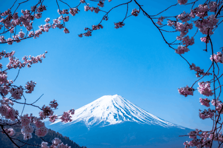 日本の景色の象徴富士山と桜