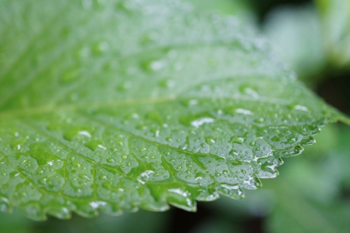 紫陽花の葉っぱについた雨つゆ