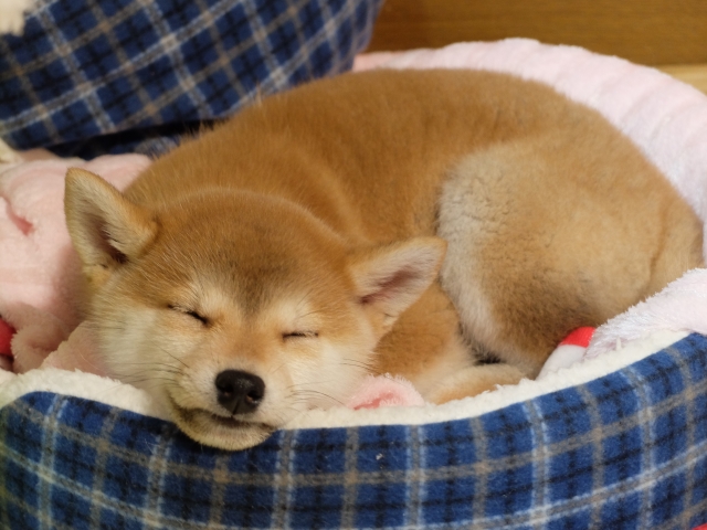 最新版 犬用ベッドおすすめ18選 愛犬家に人気のドーム型やクッションタイプも