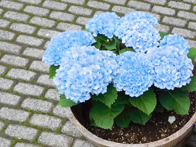 アジサイの鉢植え
