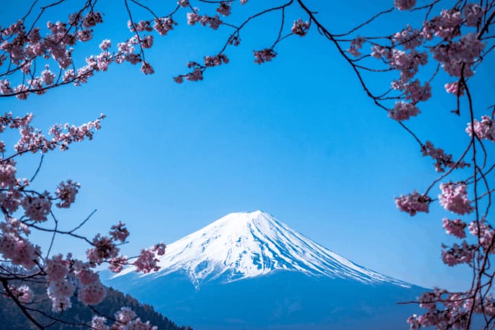 日本の景色の象徴富士山と桜