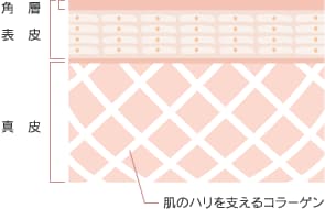 肌の組織