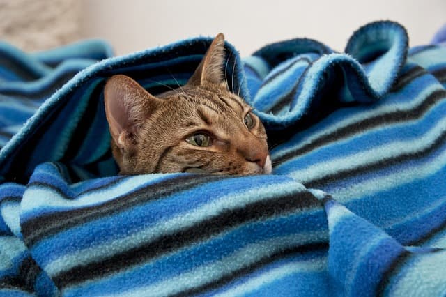 毛布と猫の写真