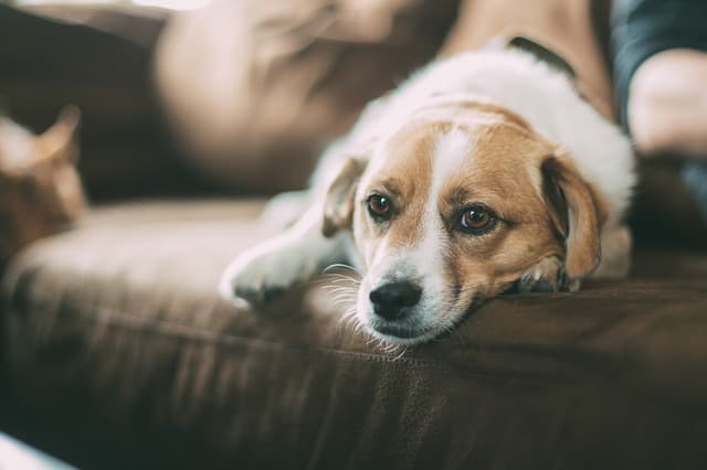 ソファで伏せている室内犬