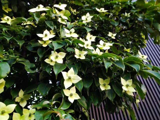 常緑ヤマボウシの花