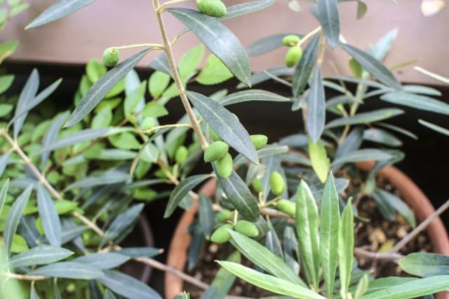 オリーブの鉢植え