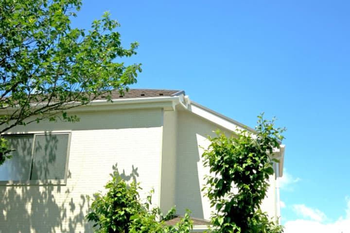 明るい日なたに植えられたシンボルツリー