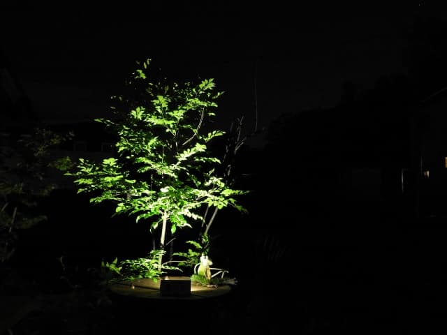 シンボルツリーのライトアップ