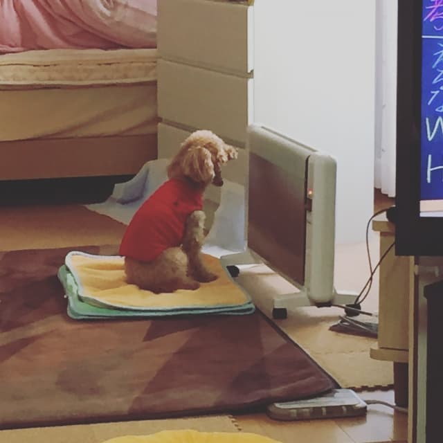 ペットとヒーター